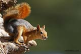 Sincap / Sciurus anomalus / Caucasian Squirrel 